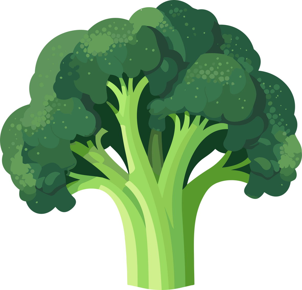 Green Broccoli Illustration